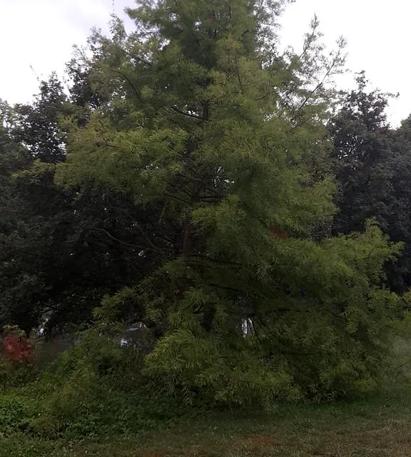 Baum am Weg im Garten der Stille